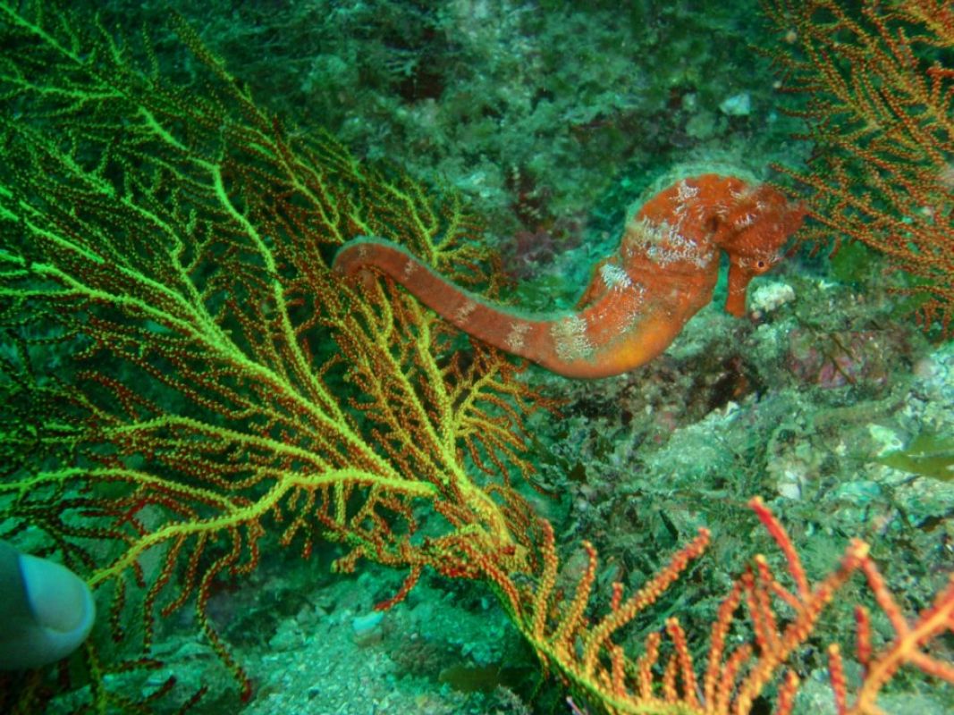 Buceo en el Mar de Cortés