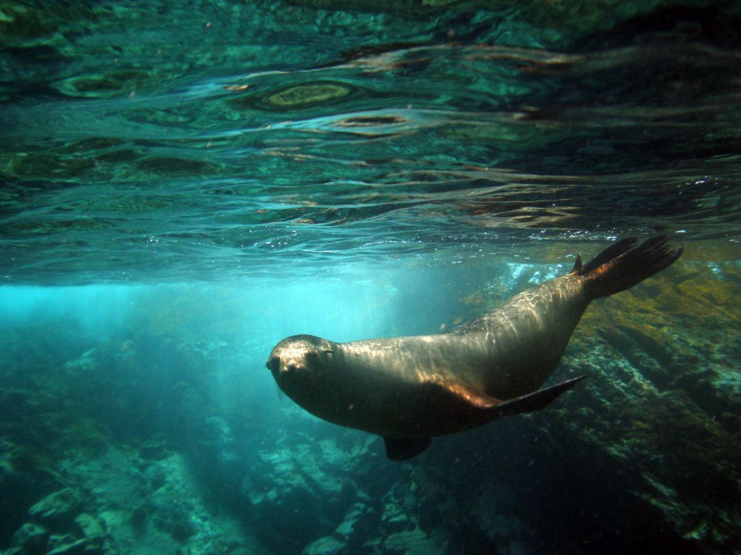 Buceo en el Mar de Cortés