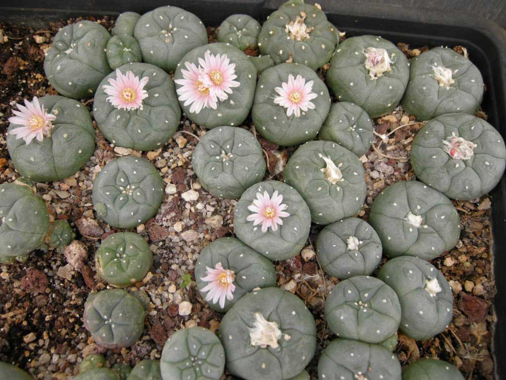 Peyote Trail 26K